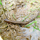 Northern Two-lined Salamander