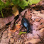 Oil Beetle