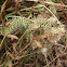 Sticky Bristle Grass /Velcro Grass