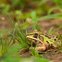 Indian Bullfrog