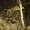 Unknown Wolf Spider with Young
