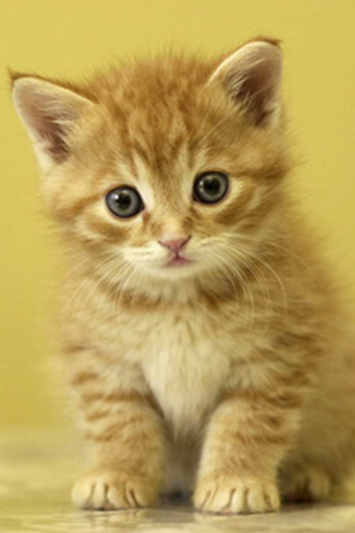 Cute Cat Wallpapers