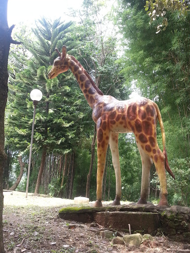 Gambar Jerapah Makan