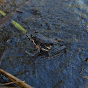 Florida Cricket Frog