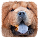 Cover Image of Tải xuống Best Dog Names 1.9 APK