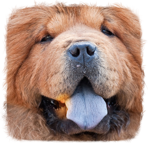 最好的狗的名字 生活 App LOGO-APP試玩