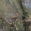 Golden eagle