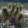 Yucca (Palma China)