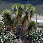 Yucca (Palma China)