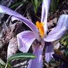 Flower Crab Spider