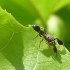 Graceful Rhombonotus OR Ant Mimicking Jumping Spider