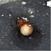 Brown Widow spider