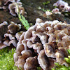 silver leaf fungus (old-discolored)
