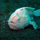 Frog Fish