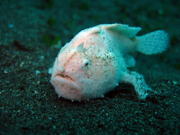 Frog Fish | Project Noah