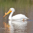 American White Pelican