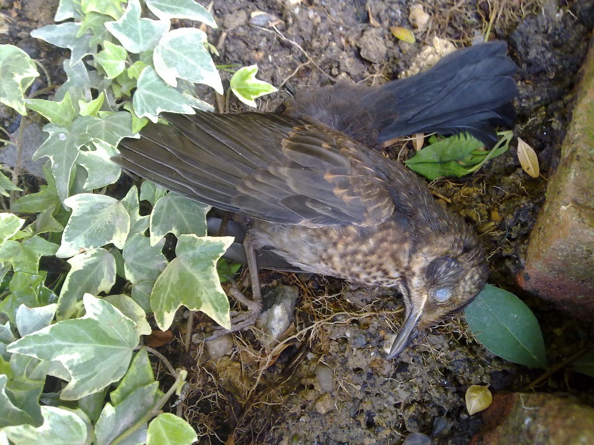 Common blackbird (female)