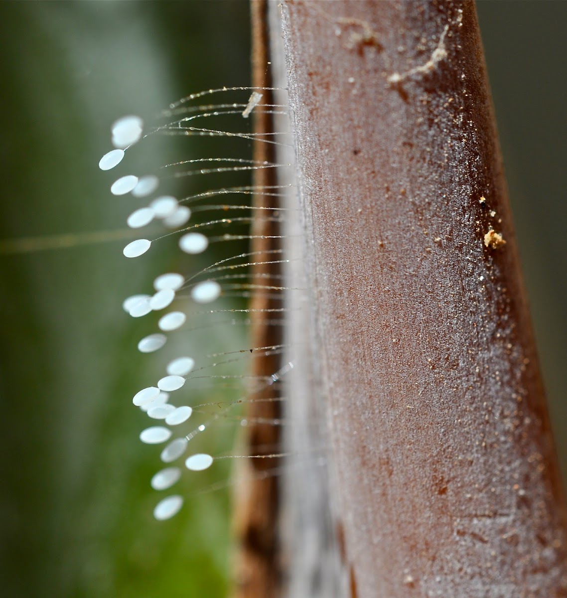 Green Lacewing Eggs