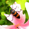 Blister beetle 