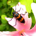 Blister beetle 