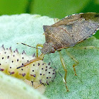 Predatory Stink Bug feeding on a Larva