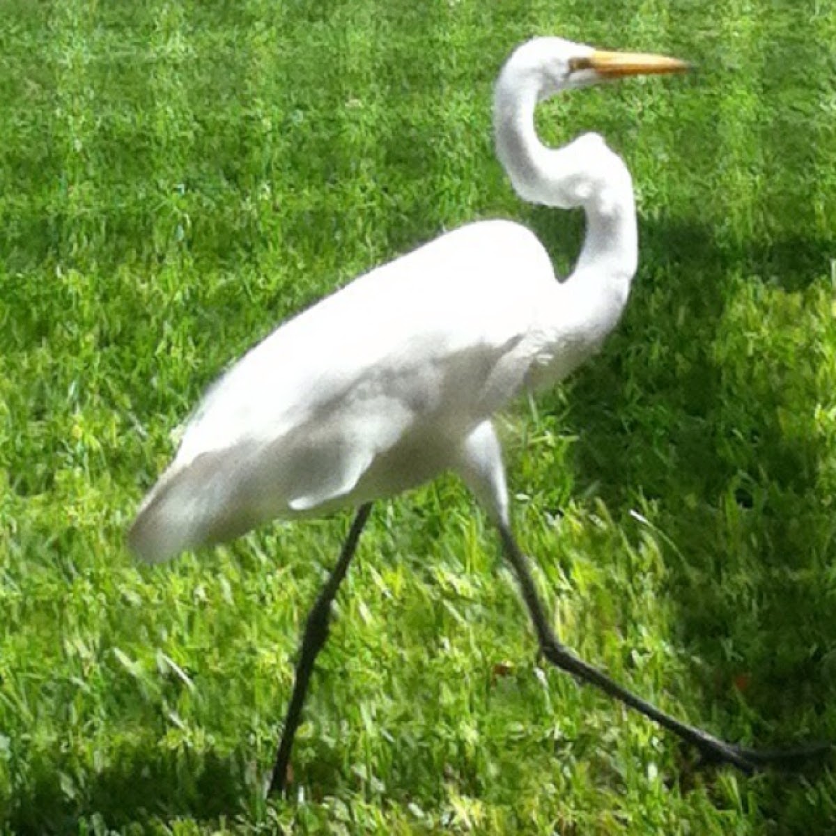 Great White Egret