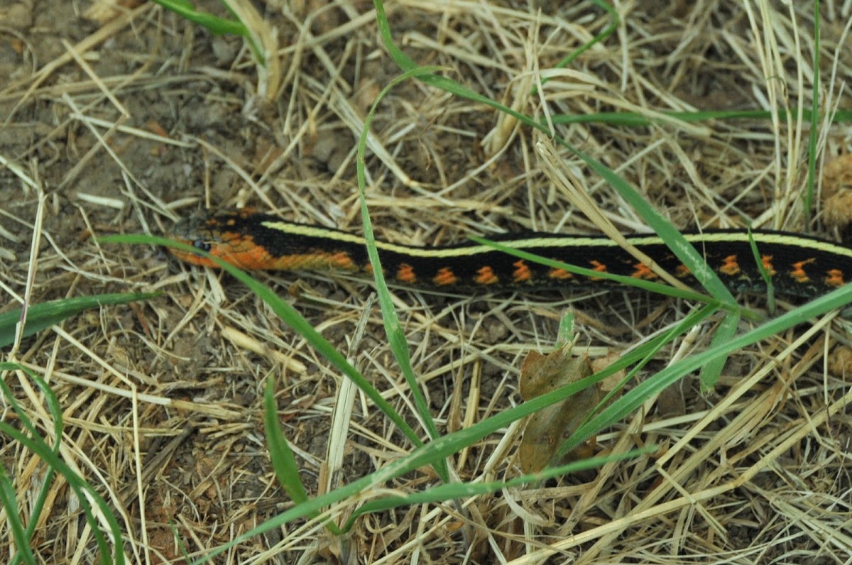 Oregon redspotted garter snake Project Noah