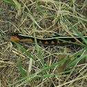 Oregon red-spotted garter snake