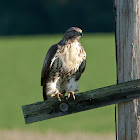 Red-tailed Hawk