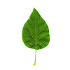 Common Lilac (Leaf)