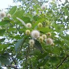 Common Button-bush