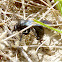 Black Hunting Wasp