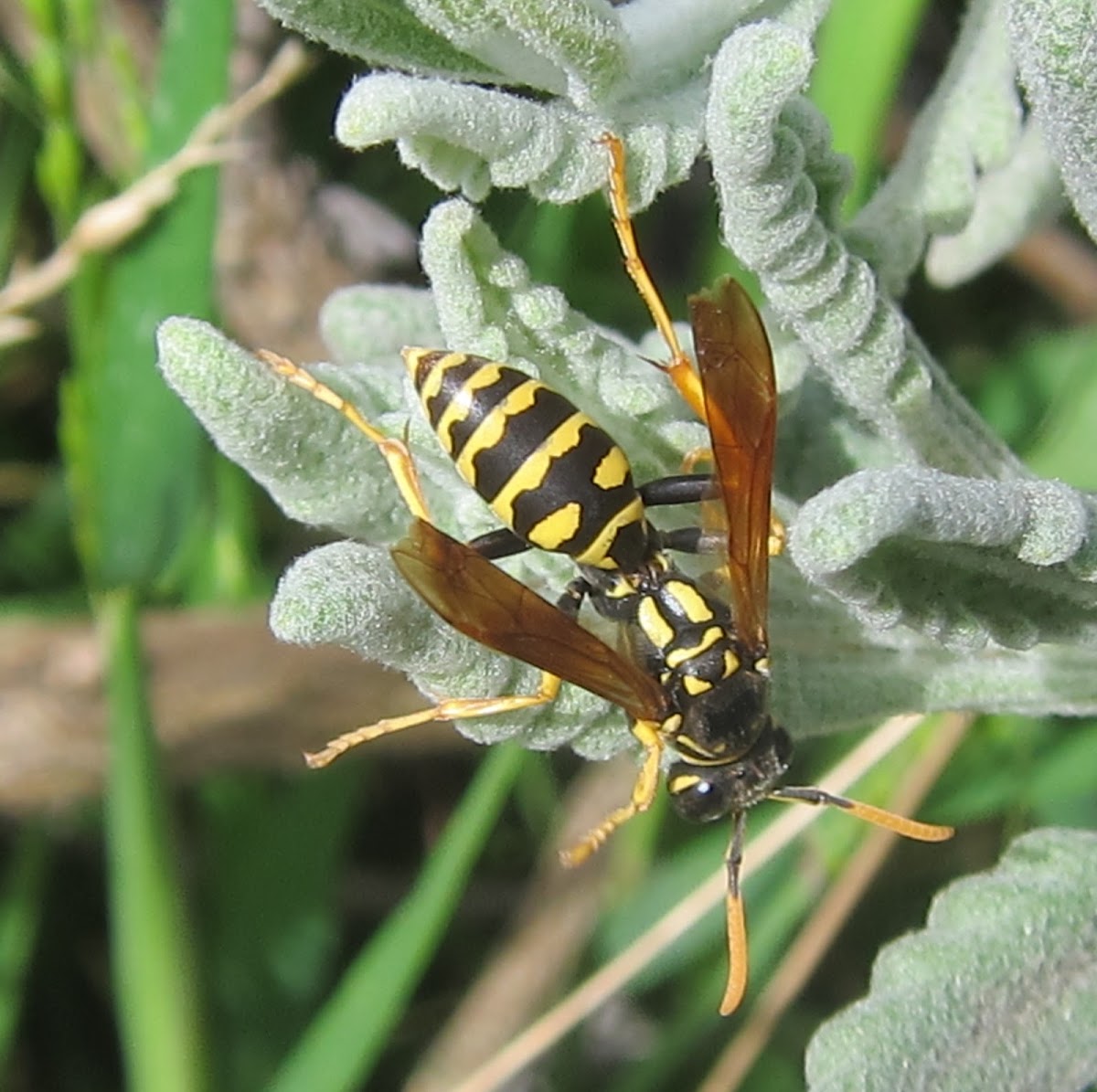 European Paper Wasp