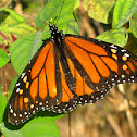 Monarch