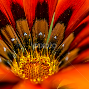 The Core by Paulo Peres - Flowers Single Flower