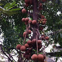 Cannonball Tree