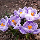 Crocus