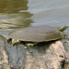 Spiny Soft Shell Turtle