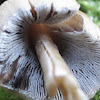 mica cap, shiny cap, and glistening inky cap