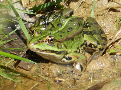 Collection image grenouille verte 148802-Image grenouille verte  gratuite