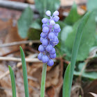 grape hyacinth