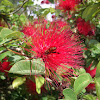 Red Calliandra