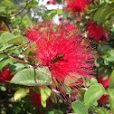 Red Calliandra