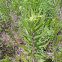 Canada Golden Rod