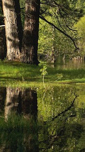 Free Still Pond HD for Google TV APK