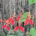 Renanthera Orchid