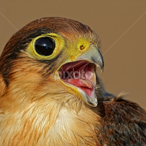 redneck falcon by Raj Dhage - Animals Birds