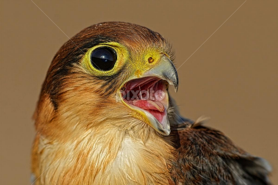 redneck falcon by Raj Dhage - Animals Birds