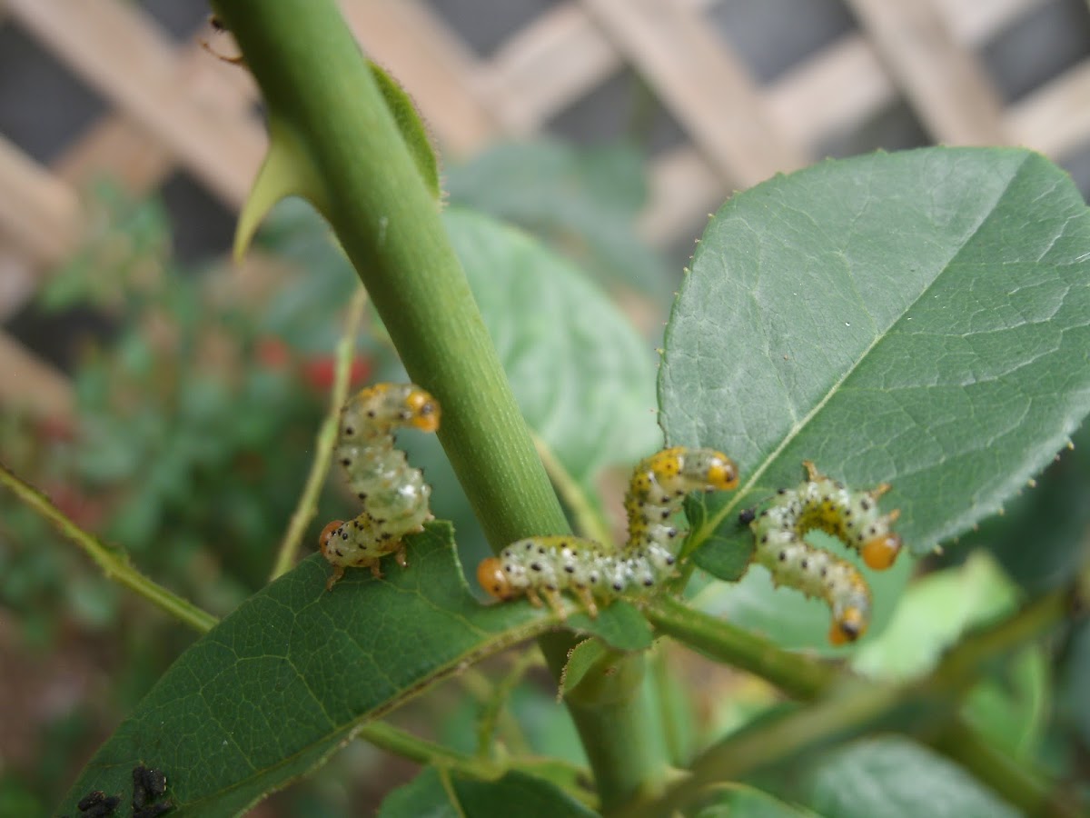 Gooseberry Sawfly Larvae