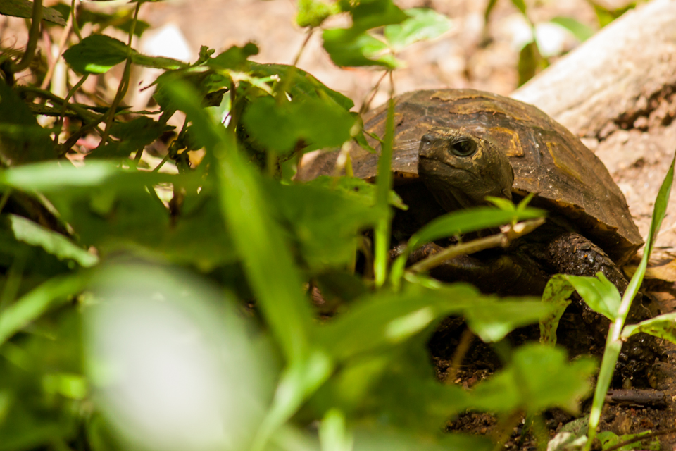 Asian Forest Tortoise